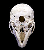 https://upload.wikimedia.org/wikipedia/commons/thumb/1/1f/Cynocephalus_BdC.jpg/150px-Cynocephalus_BdC.jpg