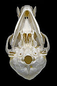 https://upload.wikimedia.org/wikipedia/commons/thumb/a/a4/Chlorocebus_BDC.jpg/113px-Chlorocebus_BDC.jpg