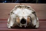 https://upload.wikimedia.org/wikipedia/commons/thumb/0/0e/Arctocephalus_pusillus00.jpg/150px-Arctocephalus_pusillus00.jpg