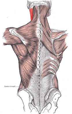 Scm posterior.PNG