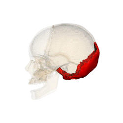 Occipital bone 090 000.png