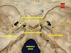 https://upload.wikimedia.org/wikipedia/commons/thumb/7/7d/Base_of_skull_15.jpg/150px-Base_of_skull_15.jpg