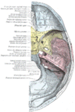 https://upload.wikimedia.org/wikipedia/commons/thumb/8/81/Gray193.png/115px-Gray193.png