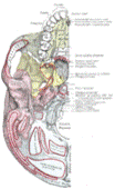 https://upload.wikimedia.org/wikipedia/commons/thumb/9/90/Gray187.png/104px-Gray187.png