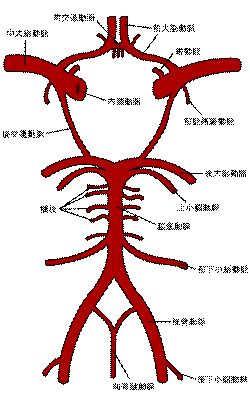 Circle of Willis ja.svg
