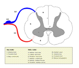 https://upload.wikimedia.org/wikipedia/commons/thumb/d/dc/Medulla_spinalis_-_Section_-_English.svg/200px-Medulla_spinalis_-_Section_-_English.svg.png