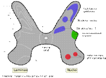 https://upload.wikimedia.org/wikipedia/commons/thumb/c/c0/Medulla_spinalis_-_Substantia_grisea_-_English.svg/200px-Medulla_spinalis_-_Substantia_grisea_-_English.svg.png