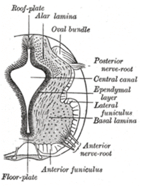 https://upload.wikimedia.org/wikipedia/commons/thumb/8/89/Gray642.png/200px-Gray642.png