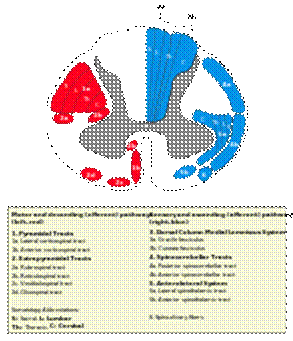 https://upload.wikimedia.org/wikipedia/commons/thumb/f/fe/Medulla_spinalis_-_tracts_-_English.svg/200px-Medulla_spinalis_-_tracts_-_English.svg.png