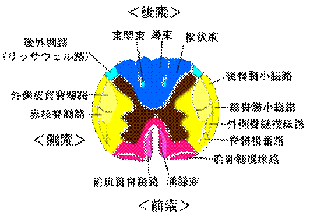 https://upload.wikimedia.org/wikipedia/commons/thumb/4/4a/Gray669-ja.svg/350px-Gray669-ja.svg.png