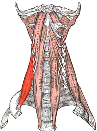 Scalenus anterior.png