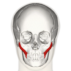 Zygomaticus major muscle frontal.png