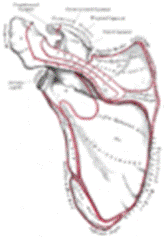 https://upload.wikimedia.org/wikipedia/commons/thumb/f/f0/Gray203.png/83px-Gray203.png