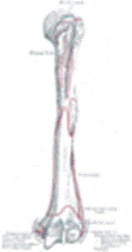 https://upload.wikimedia.org/wikipedia/commons/thumb/a/ad/Gray207.png/63px-Gray207.png