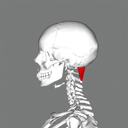 Rectus capitis posterior major muscle lateral.png