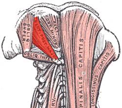 Rectus capitis posterior major.png