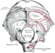 https://upload.wikimedia.org/wikipedia/commons/thumb/8/88/Gray129.png/120px-Gray129.png