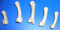 Metacarpus med.jpg
