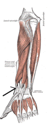 Musculusextensorpollicisbrevis.png