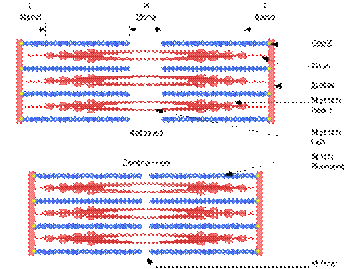 https://upload.wikimedia.org/wikipedia/commons/thumb/6/6e/Sarcomere.svg/270px-Sarcomere.svg.png
