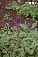 http://mpdb.nibiohn.go.jp/CONTENTS_ROOT/PLANT_PHOTO_DATA/PHOTO_FILE/thumbnail/131.jpg