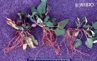 http://mpdb.nibiohn.go.jp/CONTENTS_ROOT/PLANT_PHOTO_DATA/PHOTO_FILE/thumbnail/133.jpg