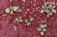 http://mpdb.nibiohn.go.jp/CONTENTS_ROOT/PLANT_PHOTO_DATA/PHOTO_FILE/thumbnail/134.jpg