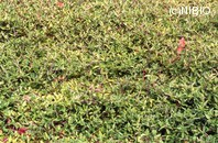 http://mpdb.nibiohn.go.jp/CONTENTS_ROOT/PLANT_PHOTO_DATA/PHOTO_FILE/thumbnail/135.jpg