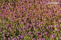 http://mpdb.nibiohn.go.jp/CONTENTS_ROOT/PLANT_PHOTO_DATA/PHOTO_FILE/thumbnail/136.jpg