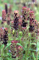 http://mpdb.nibiohn.go.jp/CONTENTS_ROOT/PLANT_PHOTO_DATA/PHOTO_FILE/thumbnail/137.jpg