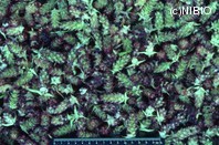 http://mpdb.nibiohn.go.jp/CONTENTS_ROOT/PLANT_PHOTO_DATA/PHOTO_FILE/thumbnail/138.jpg