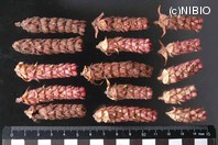 http://mpdb.nibiohn.go.jp/CONTENTS_ROOT/PLANT_PHOTO_DATA/PHOTO_FILE/thumbnail/139.jpg