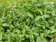http://mpdb.nibiohn.go.jp/CONTENTS_ROOT/PLANT_PHOTO_DATA/PHOTO_FILE/thumbnail/140.jpg