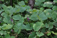 http://mpdb.nibiohn.go.jp/CONTENTS_ROOT/PLANT_PHOTO_DATA/PHOTO_FILE/thumbnail/1290.jpg
