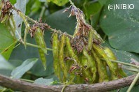 http://mpdb.nibiohn.go.jp/CONTENTS_ROOT/PLANT_PHOTO_DATA/PHOTO_FILE/thumbnail/1292.jpg