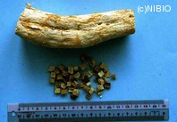 http://mpdb.nibiohn.go.jp/CONTENTS_ROOT/PLANT_PHOTO_DATA/PHOTO_FILE/thumbnail/1293.jpg
