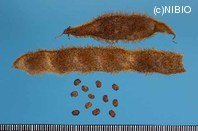 http://mpdb.nibiohn.go.jp/CONTENTS_ROOT/PLANT_PHOTO_DATA/PHOTO_FILE/thumbnail/1294.jpg