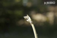 http://mpdb.nibiohn.go.jp/CONTENTS_ROOT/PLANT_PHOTO_DATA/PHOTO_FILE/thumbnail/1295.jpg