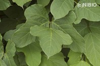 http://mpdb.nibiohn.go.jp/CONTENTS_ROOT/PLANT_PHOTO_DATA/PHOTO_FILE/thumbnail/1296.jpg