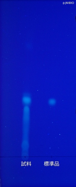 http://mpdb.nibiohn.go.jp/CONTENTS_ROOT/JP_IDENTIFICATION_PHOTO_DATA/JP_IDENTIFICATION_PHOTO_FILE/thumbnail/420.JPG