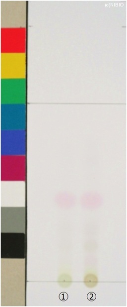 http://mpdb.nibiohn.go.jp/CONTENTS_ROOT/JP_IDENTIFICATION_PHOTO_DATA/JP_IDENTIFICATION_PHOTO_FILE/thumbnail/391.jpg