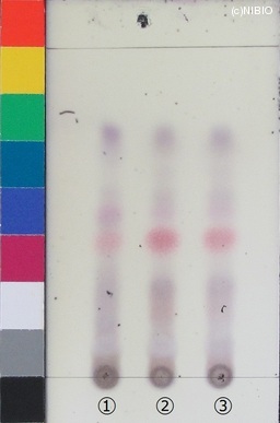 http://mpdb.nibiohn.go.jp/CONTENTS_ROOT/JP_IDENTIFICATION_PHOTO_DATA/JP_IDENTIFICATION_PHOTO_FILE/thumbnail/399.JPG