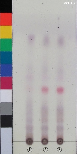 http://mpdb.nibiohn.go.jp/CONTENTS_ROOT/JP_IDENTIFICATION_PHOTO_DATA/JP_IDENTIFICATION_PHOTO_FILE/thumbnail/402.JPG