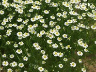 http://mpdb.nibiohn.go.jp/CONTENTS_ROOT/PLANT_PHOTO_DATA/PHOTO_FILE/thumbnail/988.jpg