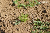 http://mpdb.nibiohn.go.jp/CONTENTS_ROOT/PLANT_PHOTO_DATA/PHOTO_FILE/thumbnail/978.jpg