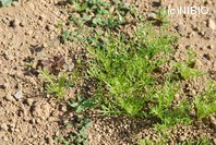 http://mpdb.nibiohn.go.jp/CONTENTS_ROOT/PLANT_PHOTO_DATA/PHOTO_FILE/thumbnail/979.jpg