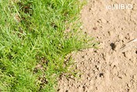http://mpdb.nibiohn.go.jp/CONTENTS_ROOT/PLANT_PHOTO_DATA/PHOTO_FILE/thumbnail/980.jpg