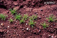 http://mpdb.nibiohn.go.jp/CONTENTS_ROOT/PLANT_PHOTO_DATA/PHOTO_FILE/thumbnail/981.jpg