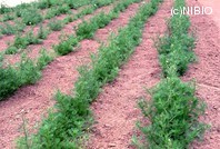 http://mpdb.nibiohn.go.jp/CONTENTS_ROOT/PLANT_PHOTO_DATA/PHOTO_FILE/thumbnail/982.jpg