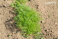 http://mpdb.nibiohn.go.jp/CONTENTS_ROOT/PLANT_PHOTO_DATA/PHOTO_FILE/thumbnail/983.jpg